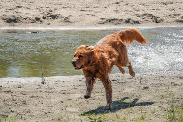 dog running in the water - obrazy, fototapety, plakaty