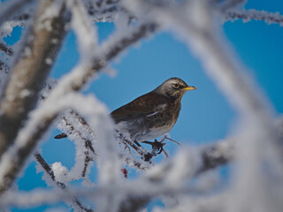 Fieldfare (Turdus pilaris) between the branches of mountain ash on a frosty winter day.