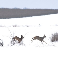 Roe deer (Capreolus) yeroo qorraa maasii misoome keessaa.