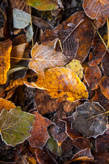 Gefrorener Waldboden