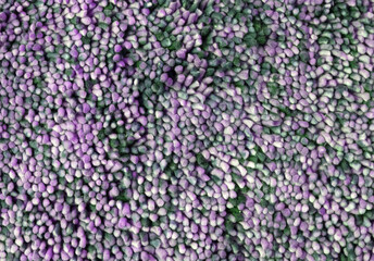 Obraz premium Rough carpet full frame, purple