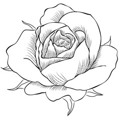 Hand-drawn Rose line art drawing Images illustration collection