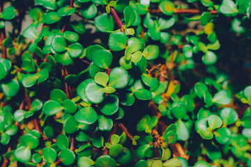 Natural green leaves background.