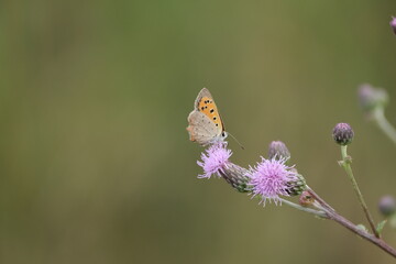 Small Copper butterfly on a blooming flowe