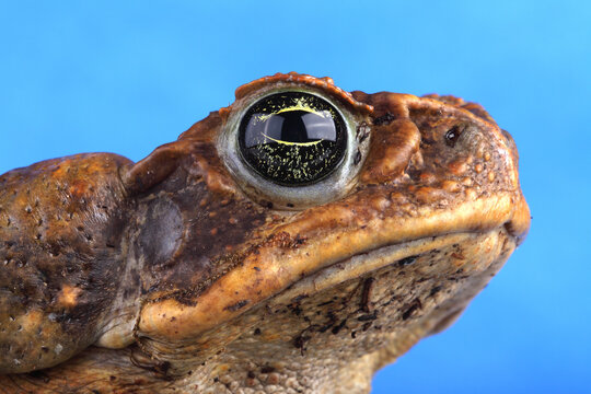 A close-up of a Cane Toad against a blue background
