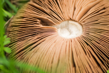 A mushroom on a glade in the middle of the forest in autumn.