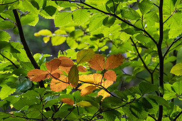 Jaunissement des feuilles des arbres à l'arrivé de l'automne