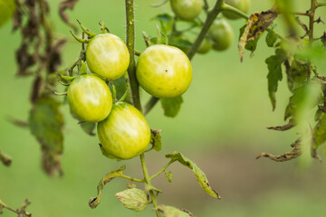 Green unripe tomatoes growing on the branches. green tomatoes ripening in a greenhouse. Green tomato growing on branch. Green cherry tomatoes growing in the garden.