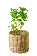 Fototapeta na wymiar Gold leaves or Caricature plant (Graptophyllum pictum) grow in wicker basket pot, isolated on white background. Small houseplant flowerpot with green and yellow leaf for home or office decorations