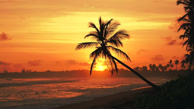 Amazing golden sunset at the beach. Silhouette of a lonely coconut palm tree on the ocean coast