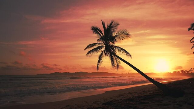 The silhouette of the palm tree over the sea at sunset. Beautiful golden sunset on a wild tropical beach.