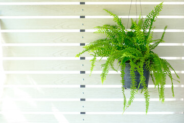 Boston fern (Nephrolepis exaltata Bostoniensis) growing in pot. Beautiful fresh green fern hangs on the white wooden wall for home decoration, isolated on white background, copy space for text © MT.PHOTOSTOCK