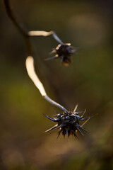 branch with dried pointed flower