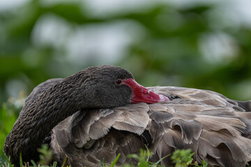 Resting young black swan
