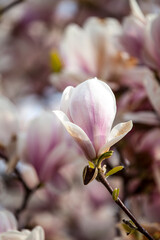 Fototapeta premium Magnolienblüte close up