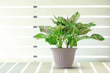Aglaonema lady valentin (Aglaonema rotundum pink) planted in pot on the table with white wall...