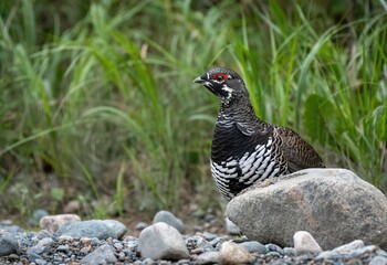 Male spruce grouse (Canachites canadensis) hiding behind a stone, in front of a background of green grass