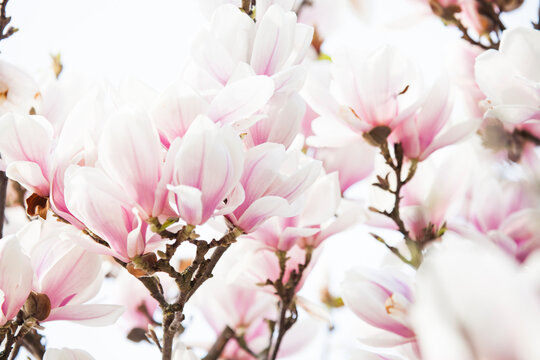Magnolienblüten © Sabrina