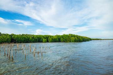 Bridge and mangrove forest,Aerial view Small bridge across the mangrove canal ,Thailand, Aerial View, Awe, Backgrounds, Bay of Water