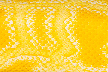 Macro yellow snake scale texture,close up view of golden python (Python bivittatus) skin texture,Scales of a golden python ,Texture. The skin of a live yellow snake with white stripes. Gold reticulate