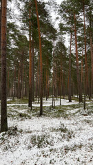 Pine trees covered with snow on frosty sunny day in winter. Wonderful winter panorama, snowy forest concept