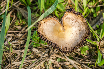 White mushrooms on a green grassy glade in front of the forest.