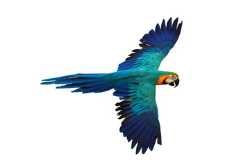 Colorful flying parrot isolated on transparent background.