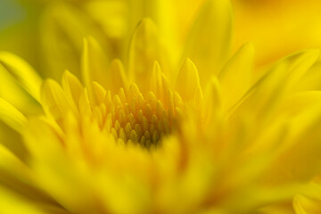 Yellow macro flower,Macro yellow flower backdrop,Yellow chrysanthemum flower blossom, close up macro. Yellow Chrysanthemums ( mums or chrysanths ) flowering head. Chrysanthemum full Bloom petals