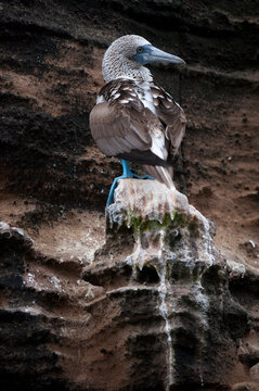 Blue-footed booby (Sula nebouxii) in Galapagos National Park;  Isablela Island, Galapagos Islands, Ecuador