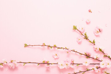 branches of blossoming almonds on pink background