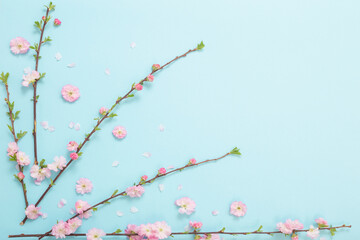 branches of blossoming almonds on blue background