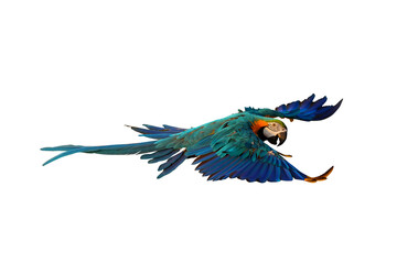 Colorful flying parrot isolated on transparent background.