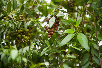 Close-up of the fruit and leaves of a Button mangrove (Conocarpus erectus) in Galapagos National Park; Santa Cruz Island, Galapagos Islands, Ecuador