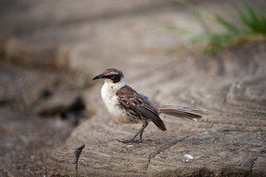 Portrait of a Galapagos mockingbird (Mimus parvulus) on Santiago Island in Galapagos National Park; Santiago Island, Galapagos Islands, Ecuador