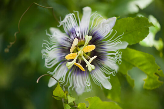 Close-up of a passion flower found on Santa Cruz Island in Galapagos National Park; Santa Cruz Island, Galapagos Islands, Ecuador