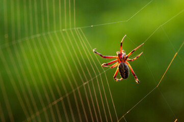 Close-up of a Zig-zag spider (Neoscona cooksoni) in its web on Floreana Island in Galapagos National Park; Floreana Island, Galapagos Islands, Ecuador