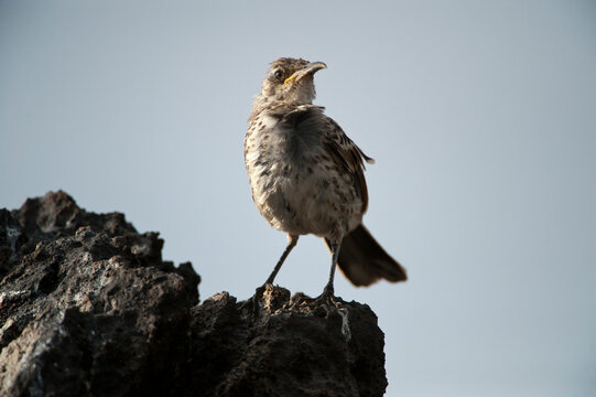 Espanola mockingbird (Mimus macdonaldi) perched on rock on Espanola Island in Galapagos National Park. This species is listed as vulnerable; Espanola Island, Galapagos Islands, Ecuador