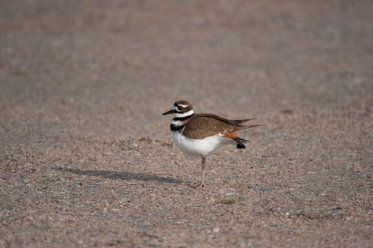 Killdeer (Charadrius vociferus) on the Dietlein Ranch in the Nebraska Sandhills, Crescent Lake National Wildlife Refuge, Nebraska, USA; Nebraska, United States of America
