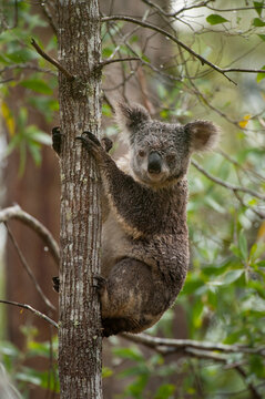 Federally threatened koala (Phascolarctos cinereus) with cystitis or 'dirty tail,' a disease that is decimating wild koala populations; Beerwah, Queensland, Australia