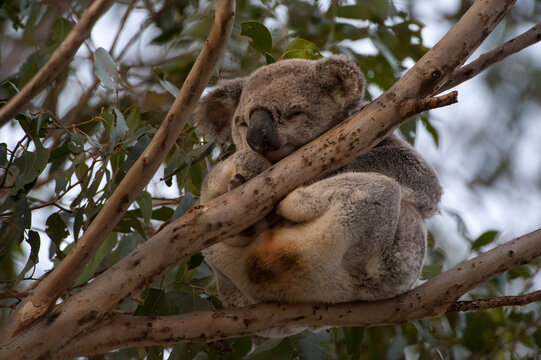 Federally threatened koala (Phascolarctos cinereus) with cystitis or 'dirty tail,' a disease that is decimating wild koala populations, sleeps in a tree; Beerwah, Queensland, Australia