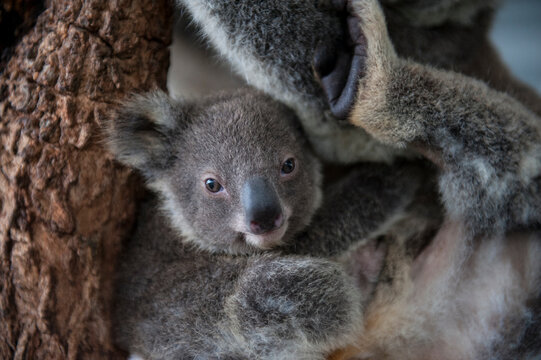 Federally threatened koala joey (Phascolarctos cinereus) snuggles against its mother in a tree; Beerwah, Queensland, Australia