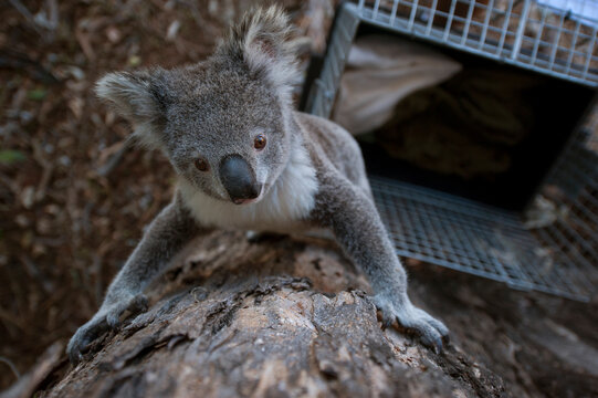 Federally threatened koala (Phascolarctos cinereus) is relocated to a safer place in the wild, released from it's cage and climbing a tree; Petrie, Queensland, Australia