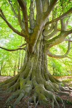 Alte Buche