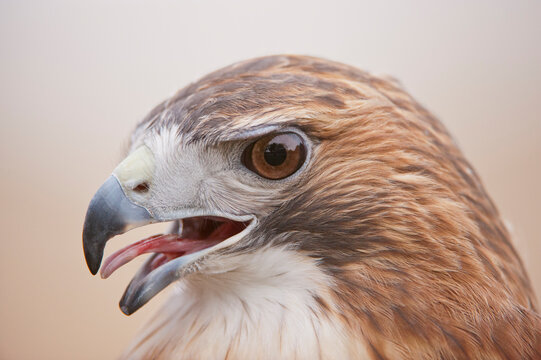 Portrait of a Red-tailed hawk (Buteo jamaicensis) at a Raptor Recovery Center in Nebraska, USA; Elmwood, Nebraska, United States of America