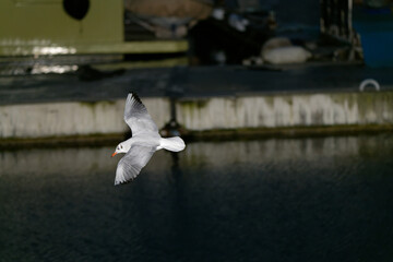 Seagull night flight in winter.
