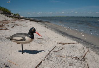American oystercatcher decoy and trap at Barnegat Bay, Island Beach State Park, New Jersey, USA