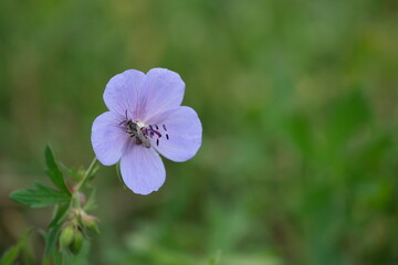 Obraz premium Meadow geranium blue blooming flower and the bee