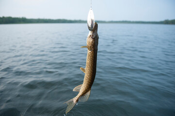 Northern Pike (Esox lucius) caught on a fishing hook in Big Bird Lake near the town of Cross Lake, Minnesota, USA; Minnesota, United States of America
