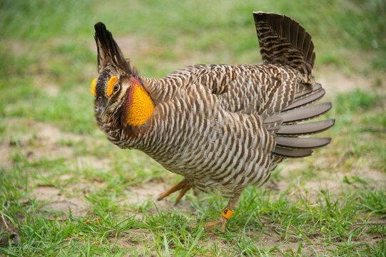 Portrait Of An Endangered Attwater's Prairie Chicken (Tympanuchus Cupido Attwateri) At A Zoo; Tyler, Texas, United States Of America