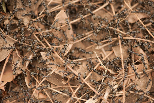Army ants near Chitengo Camp in Gorongosa National Park, Mozambique; Mozambique